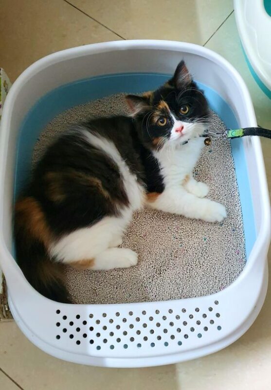 Nhà Vệ Sinh Cho Mèo