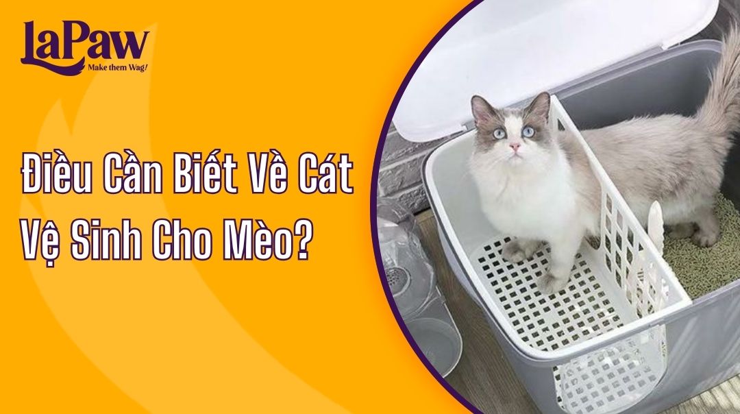 Những Điều Bạn Cần Biết Về Cát Vệ Sinh Cho Mèo?