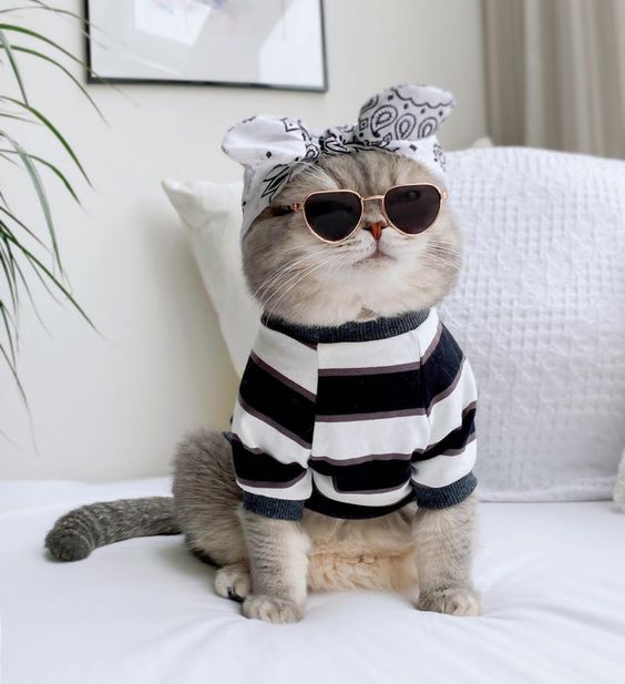 Quần Áo Thời Trang Cho Mèo