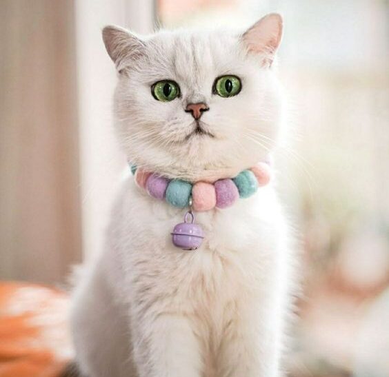 Vòng Cổ Xinh Xắn Cho Mèo