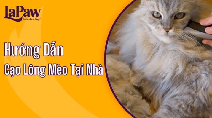 cắt lông mèo tại nhà