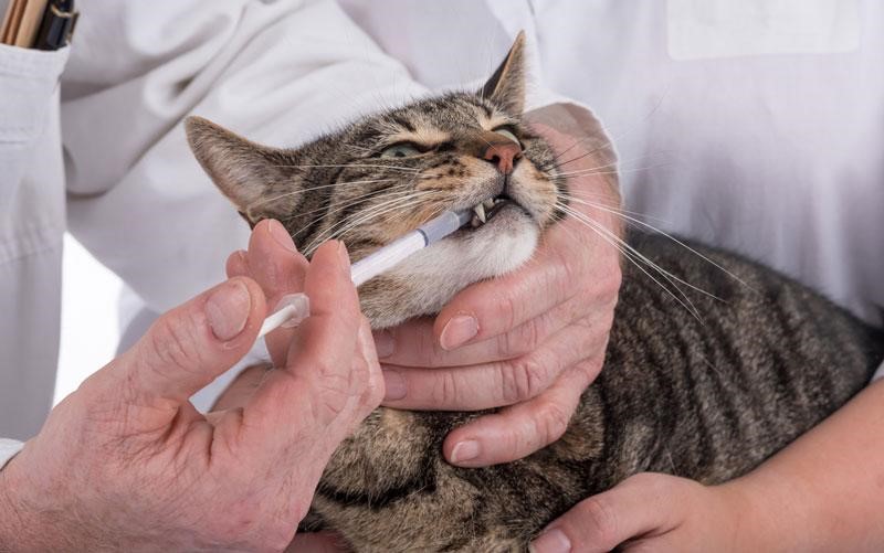 Nguyên nhân mèo bị tiêu bị tiêu chảy là gì?