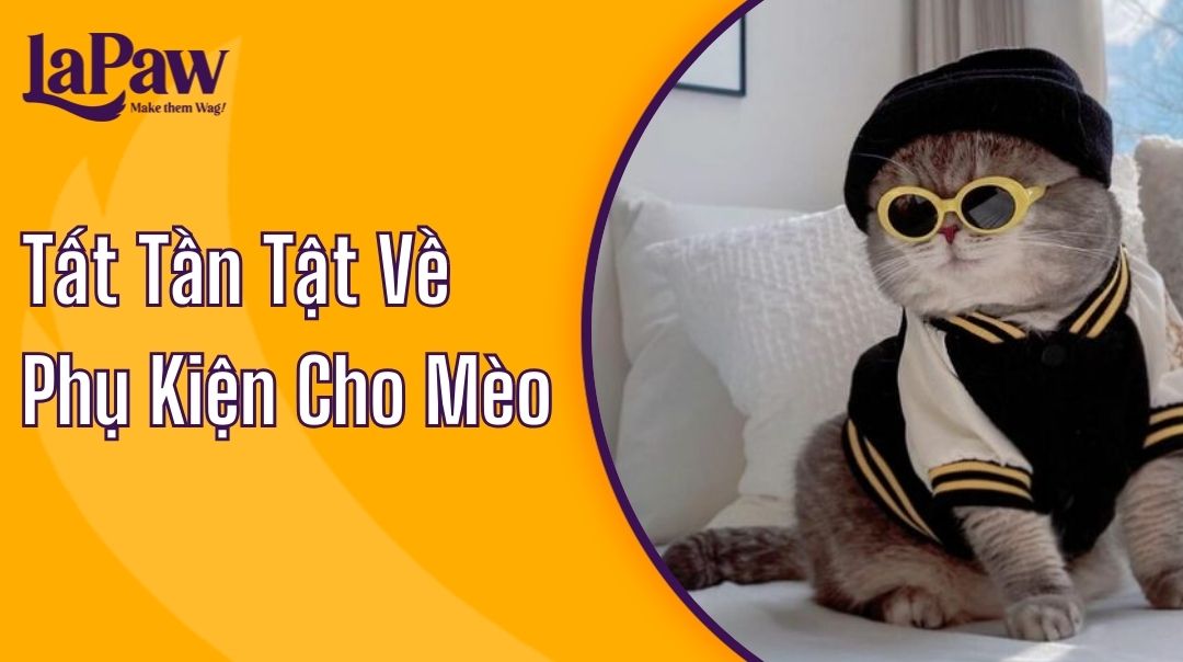 phụ kiện cho mèo