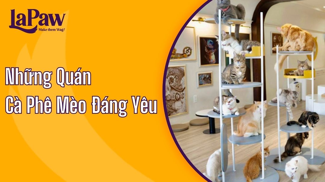 quán cà phê mèo