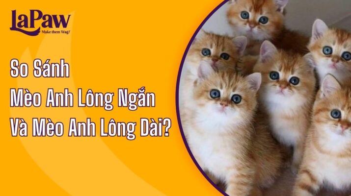 so sánh mèo anh lông ngắn và mèo anh lông dài