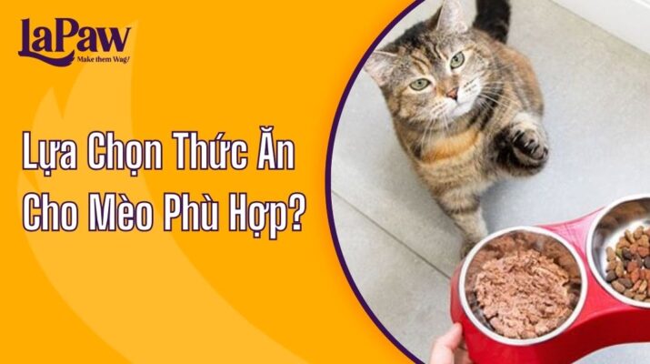 thức ăn cho mèo