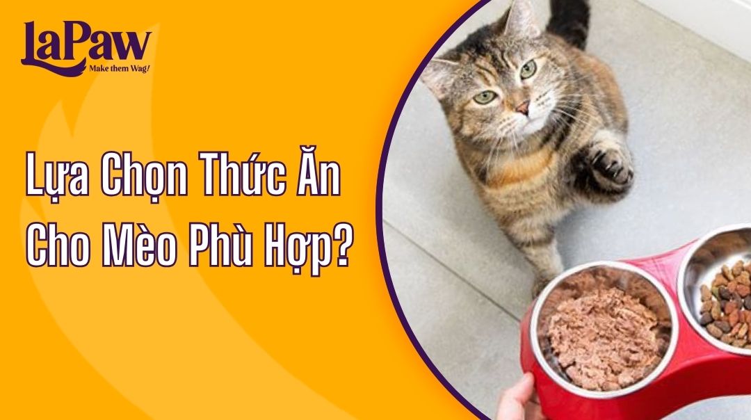 thức ăn cho mèo