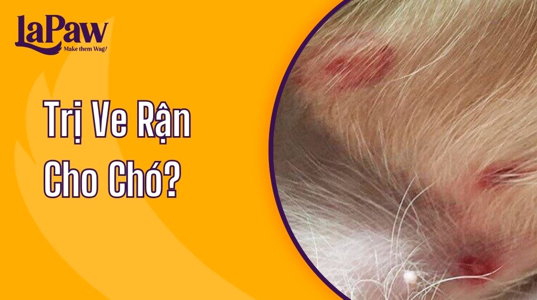 trị ve rận cho chó