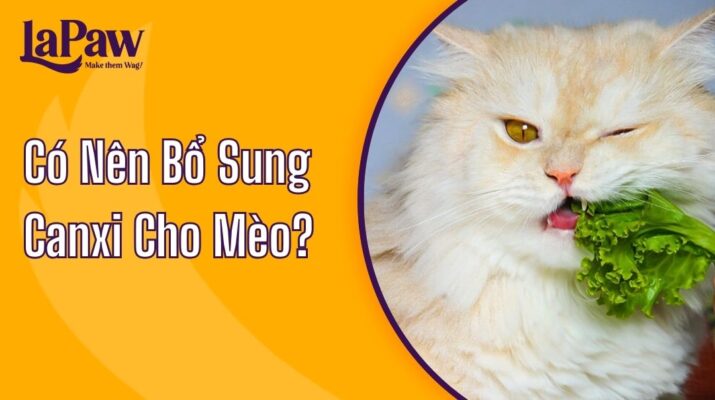 Bổ Sung Canxi Cho Mèo