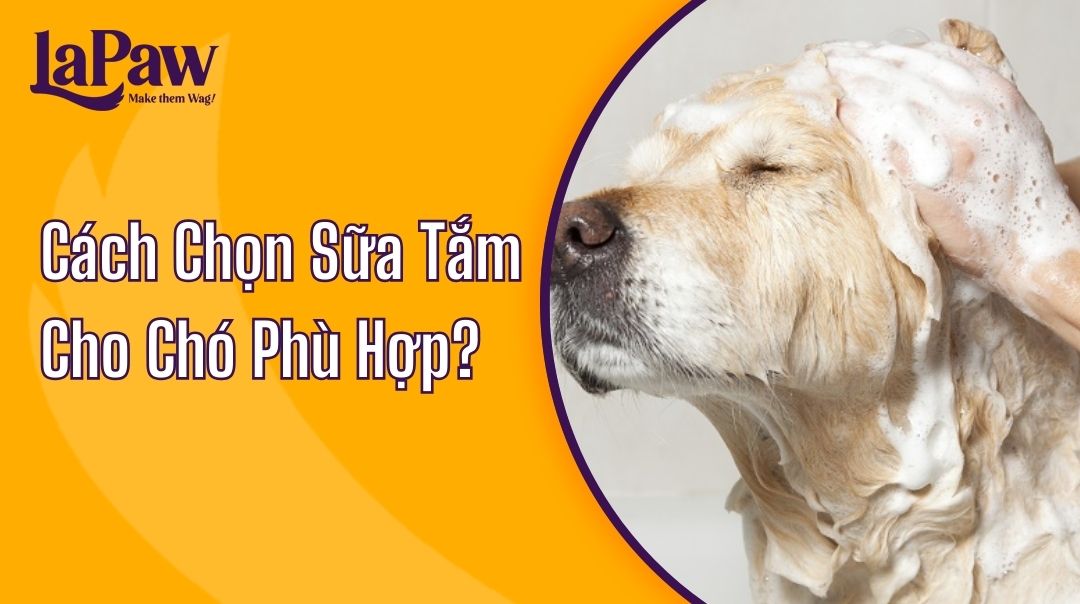 Cách Chọn Sữa Tắm Cho Chó Phù Hợp?