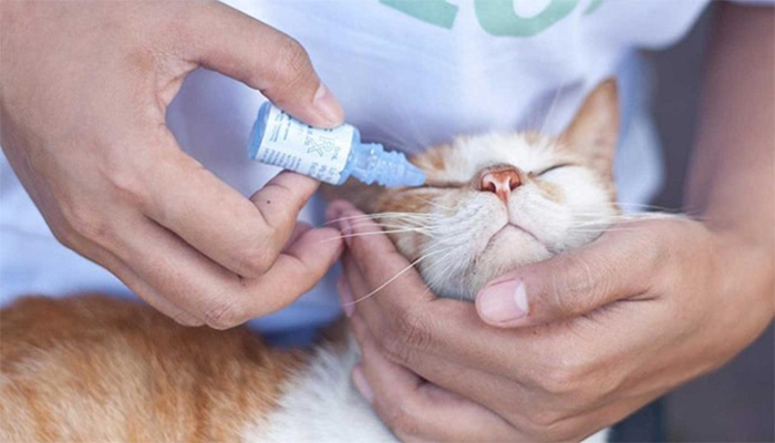 Cách Điều Trị Khi Mèo Bị Đau Mắt