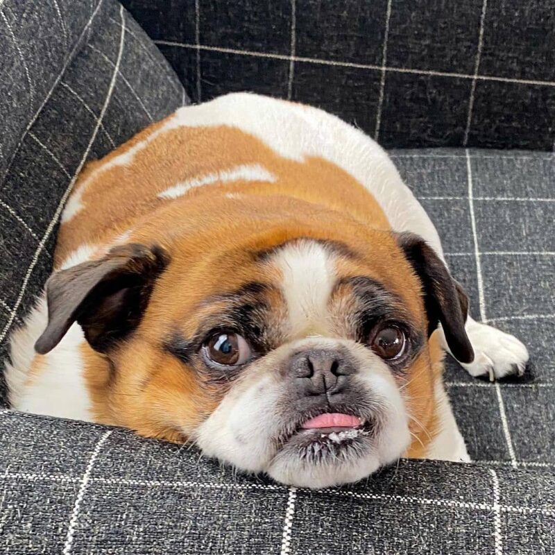 Chó Bị Béo Phì Nên Lười Ăn