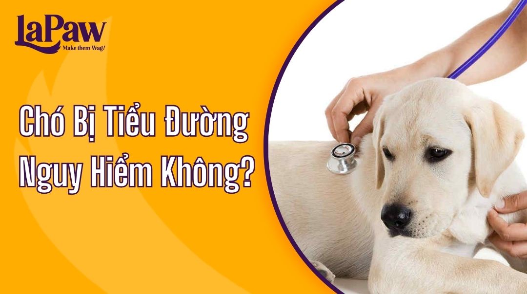 Chó Bị Tiểu Đường