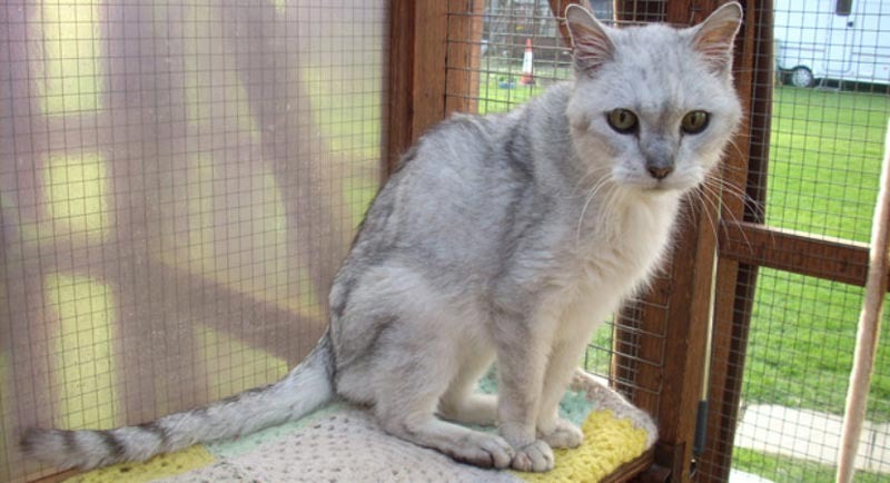 Dấu Hiệu Thiếu Canxi Ở Mèo