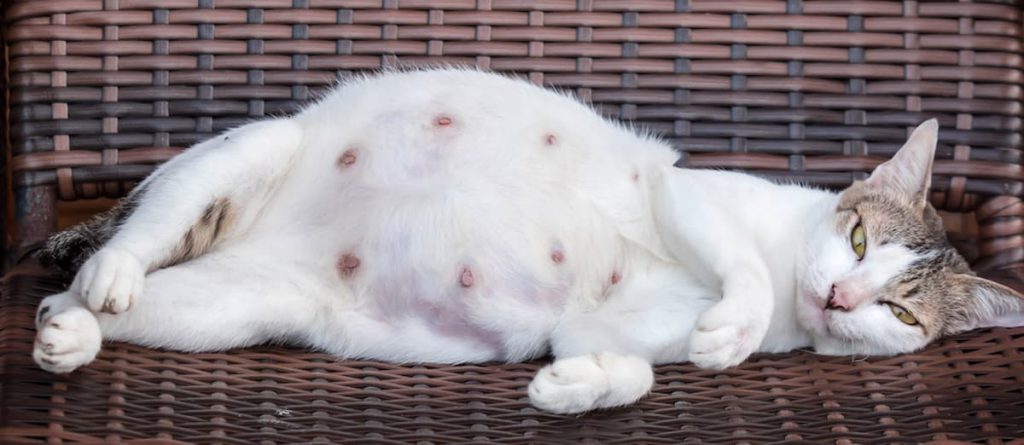 Giai Đoạn Mèo Cần Bổ Sung Canxi