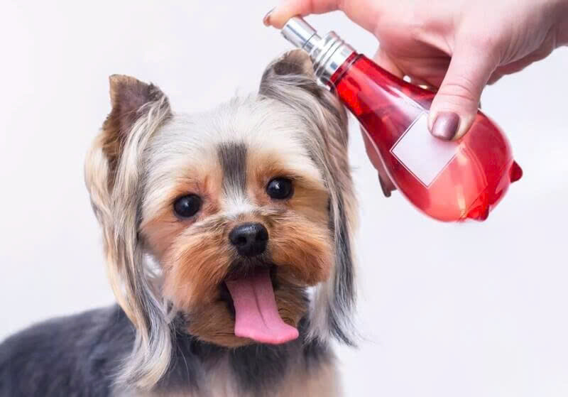 Hướng Dẫn Sử Dụng Nước Hoa Cho Chó