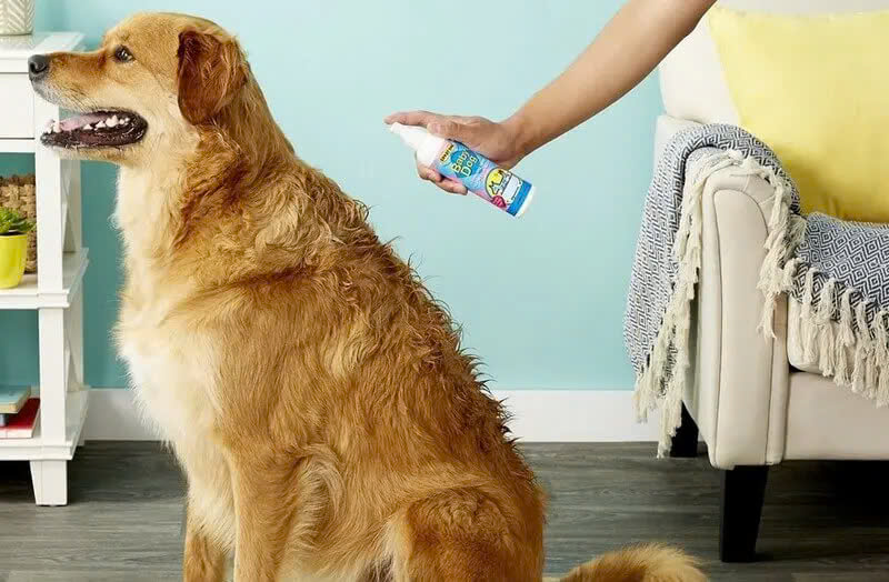 Lợi Ích Của Việc Sử Dụng Nước Hoa Cho Chó