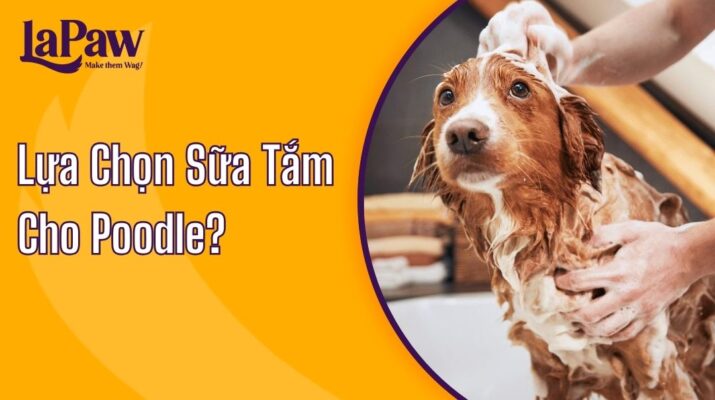 Lựa Chọn Sữa tắm cho Poodle?