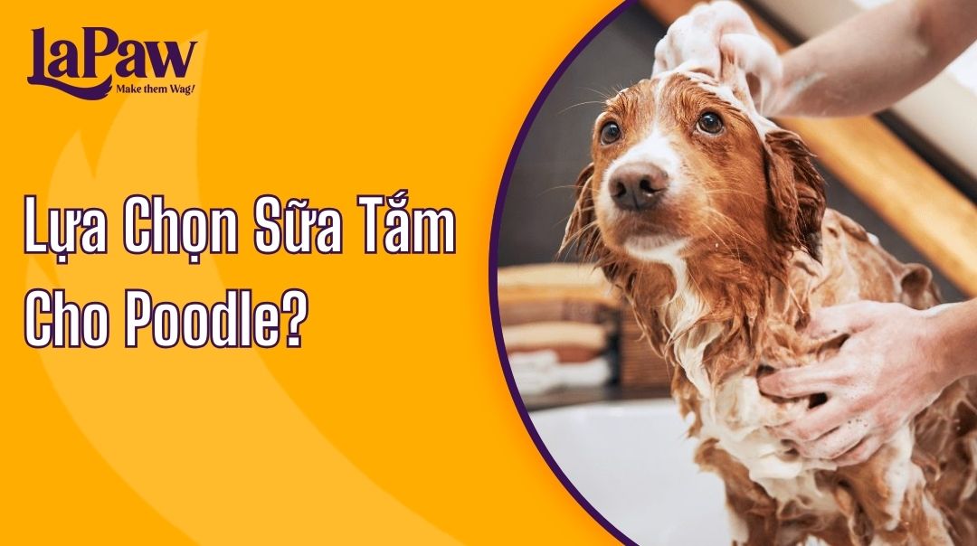 Lựa Chọn Sữa tắm cho Poodle?
