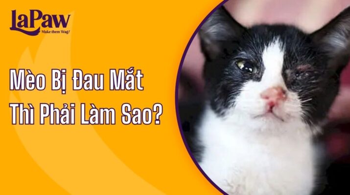 Mèo Bị Đau Mắt Thì Phải Làm Sao?