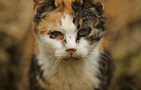 Nguyên Nhân Gây Đau Mắt Ở Mèo