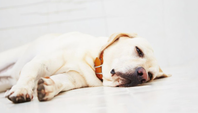 Nguyên Nhân Gây Thiếu Máu Ở Chó Mèo