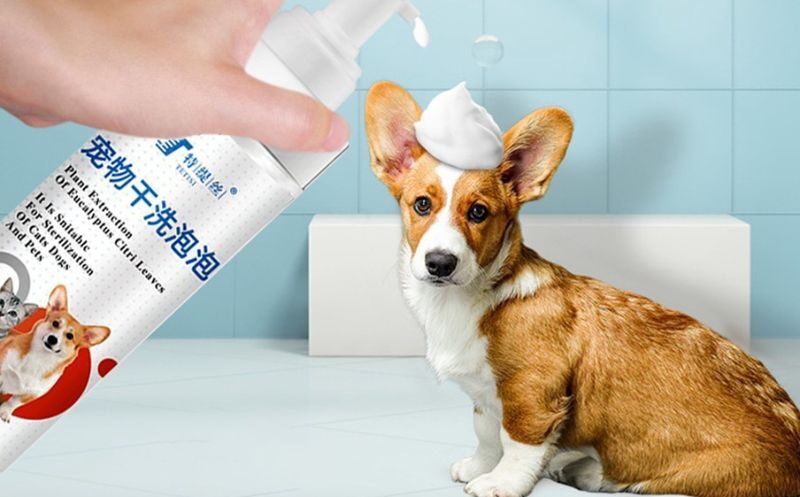 Những Điều Cần Tránh Khi Chọn Và Sử Dụng Sữa Tắm Cho Chó