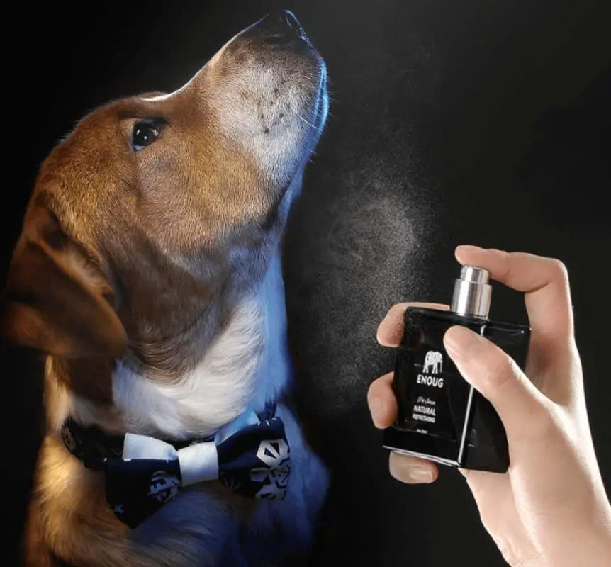 Tại sao nên sử dụng nước hoa cho chó?