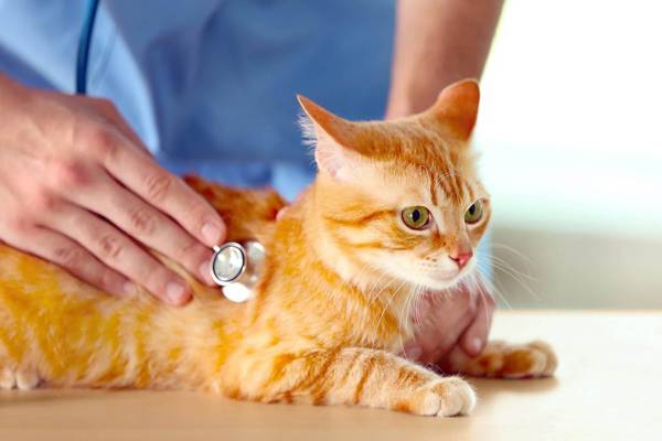 Phòng Ngừa Sỏi Thận Ở Mèo