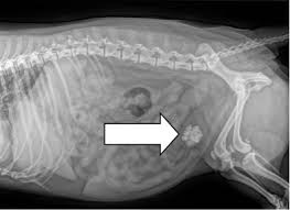 Sỏi Thận Ở Mèo Là Gì