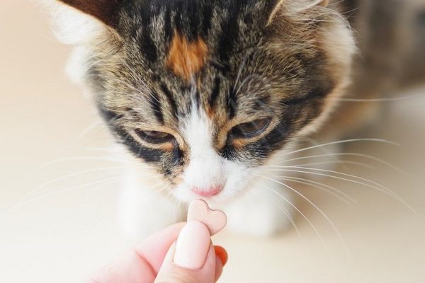 Tại Sao Cần Bổ Sung Canxi Cho Mèo Con Và Mèo Trưởng Thành?