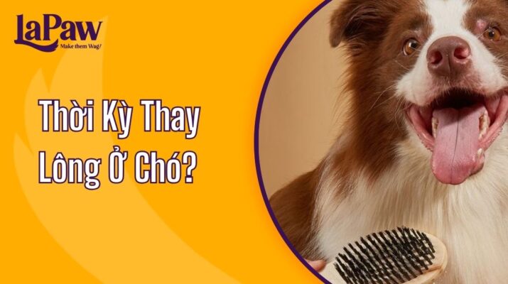 Thời Kỳ Thay Lông Ở Chó