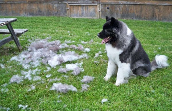 Thời Kỳ Thay Lông Ở Chó Là Gì?