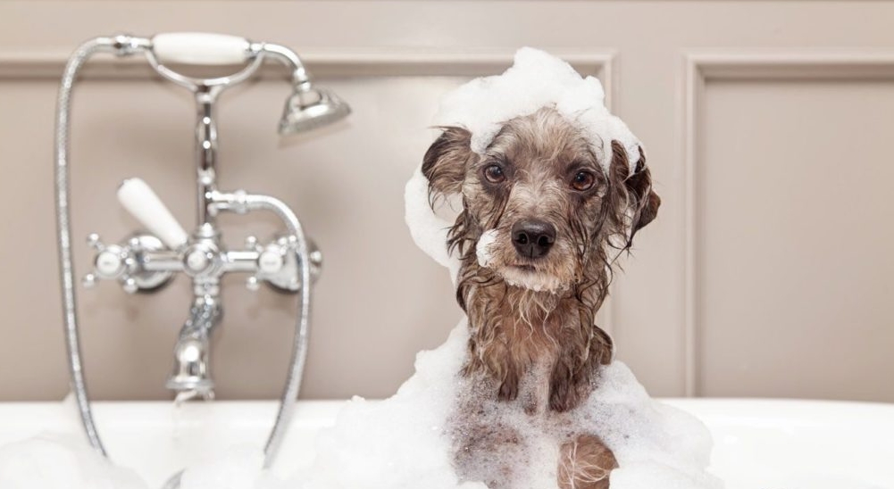 Tiêu Chí Chọn Sữa Tắm Cho Poodle