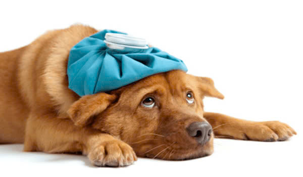 Tiểu Đường Ở Chó Là Gì