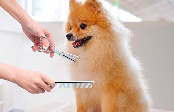 Tránh Tự Cắt Tỉa Lông