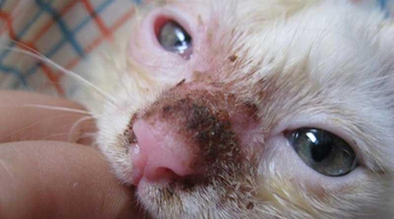 Triệu Chứng Của Mèo Bị Đau Mắt
