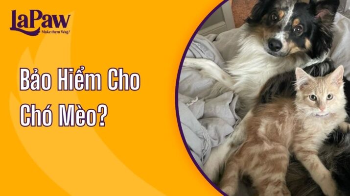 bảo hiểm cho chó mèo