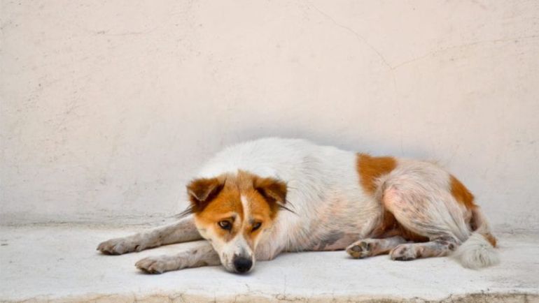 Nguyên Nhân Dẫn Đến Thay Lông Ở Chó