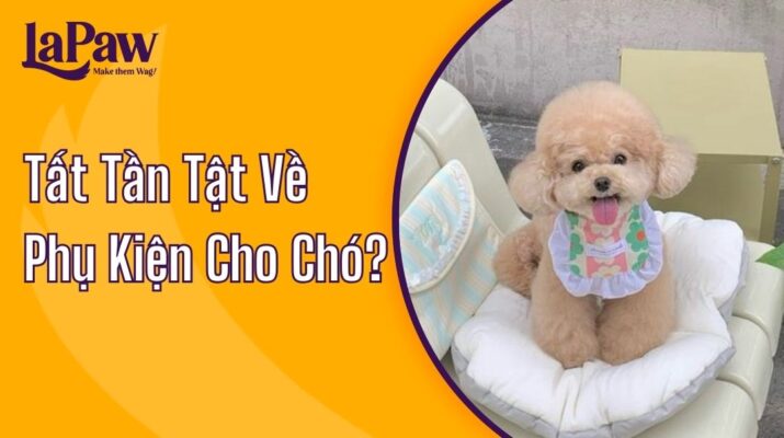 phụ kiện cho chó