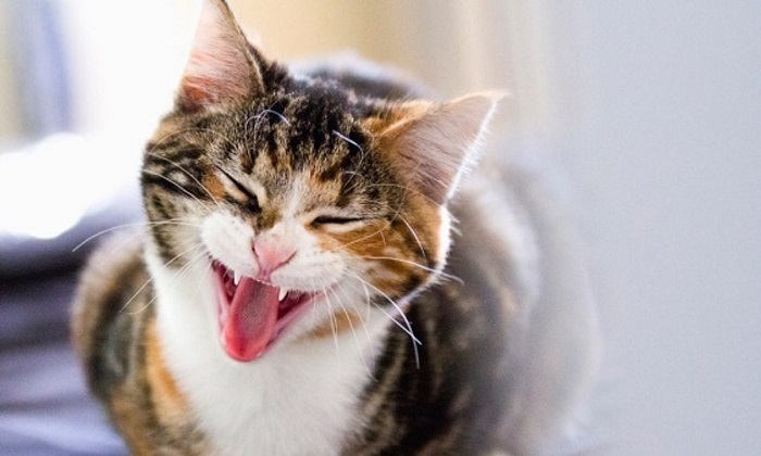Nguyên nhân khiến mèo bị hôi miệng