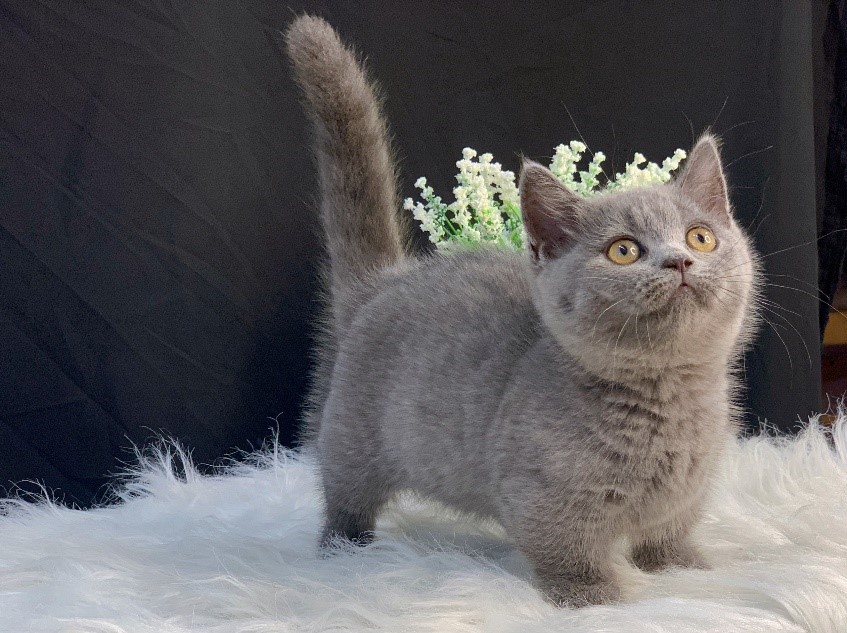 Các bệnh thường gặp ở mèo Anh lông ngắn