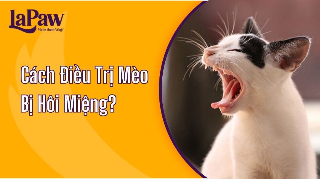 Cách Điều Trị Mèo Bị Hôi Miệng?