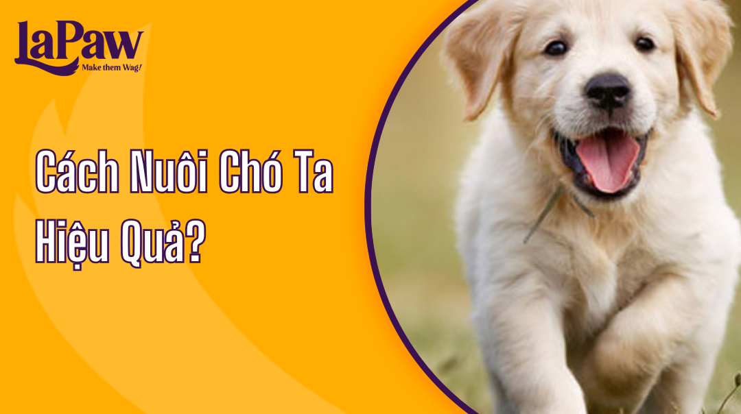 Cách Nuôi Chó Ta Hiệu Quả Cho Người Mới Bắt Đầu?