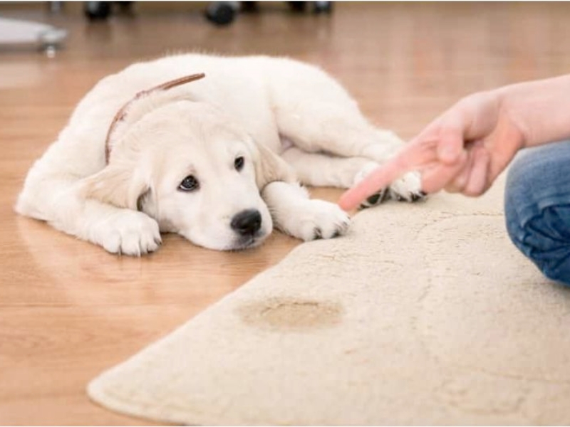 Cách Sử Dụng Nước Hoa Cho Chó Đúng Cách