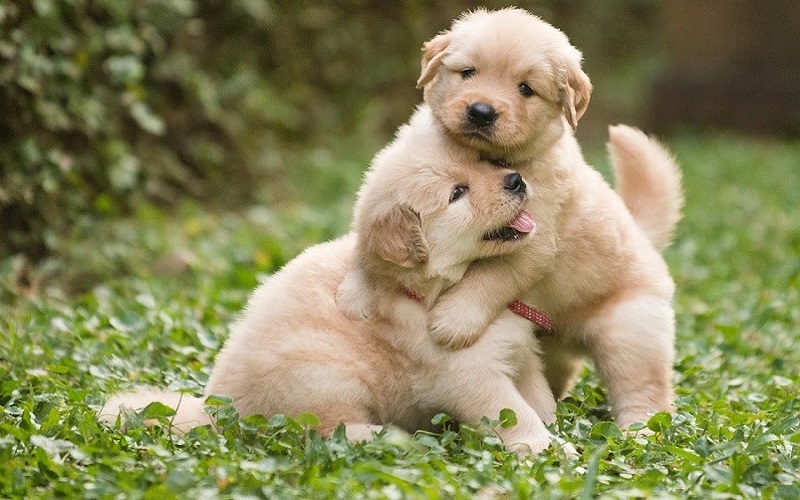 Cách chăm sóc chó theo từng giai đoạn tuổi