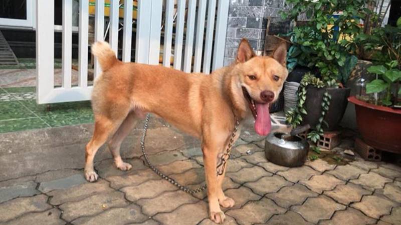 Cách nuôi chó ta: Môi trường sống