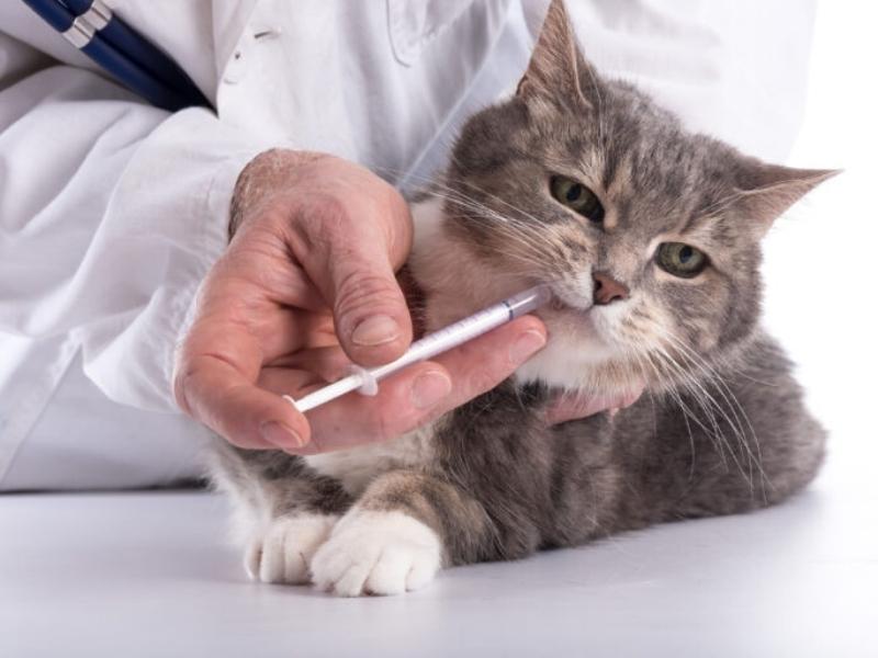 Cách xổ giun cho mèo