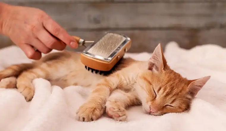 Chải Lông Thường Xuyên Cho Mèo