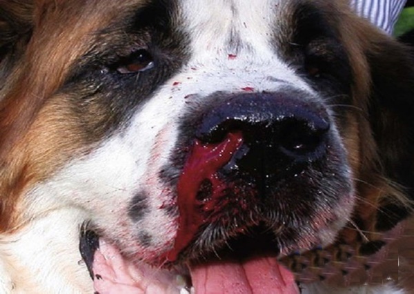 Chó Bị Chảy Máu Mũi Là Gì